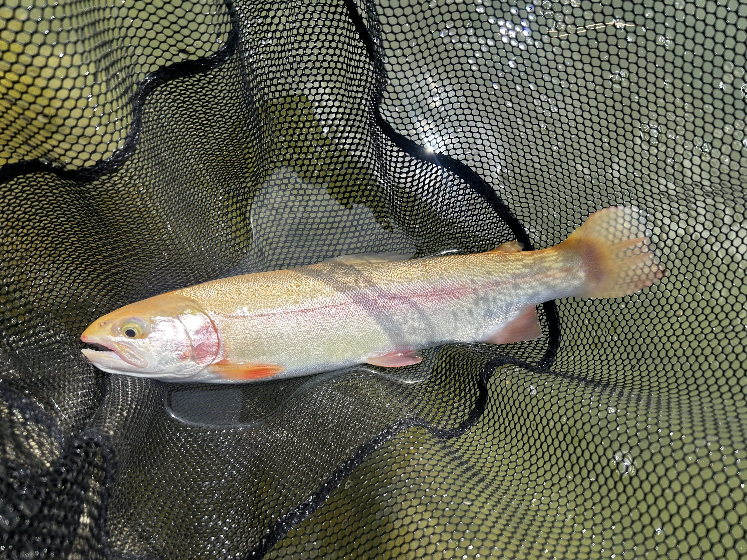 4月26日(日)　町田市　から揚げ班長さん