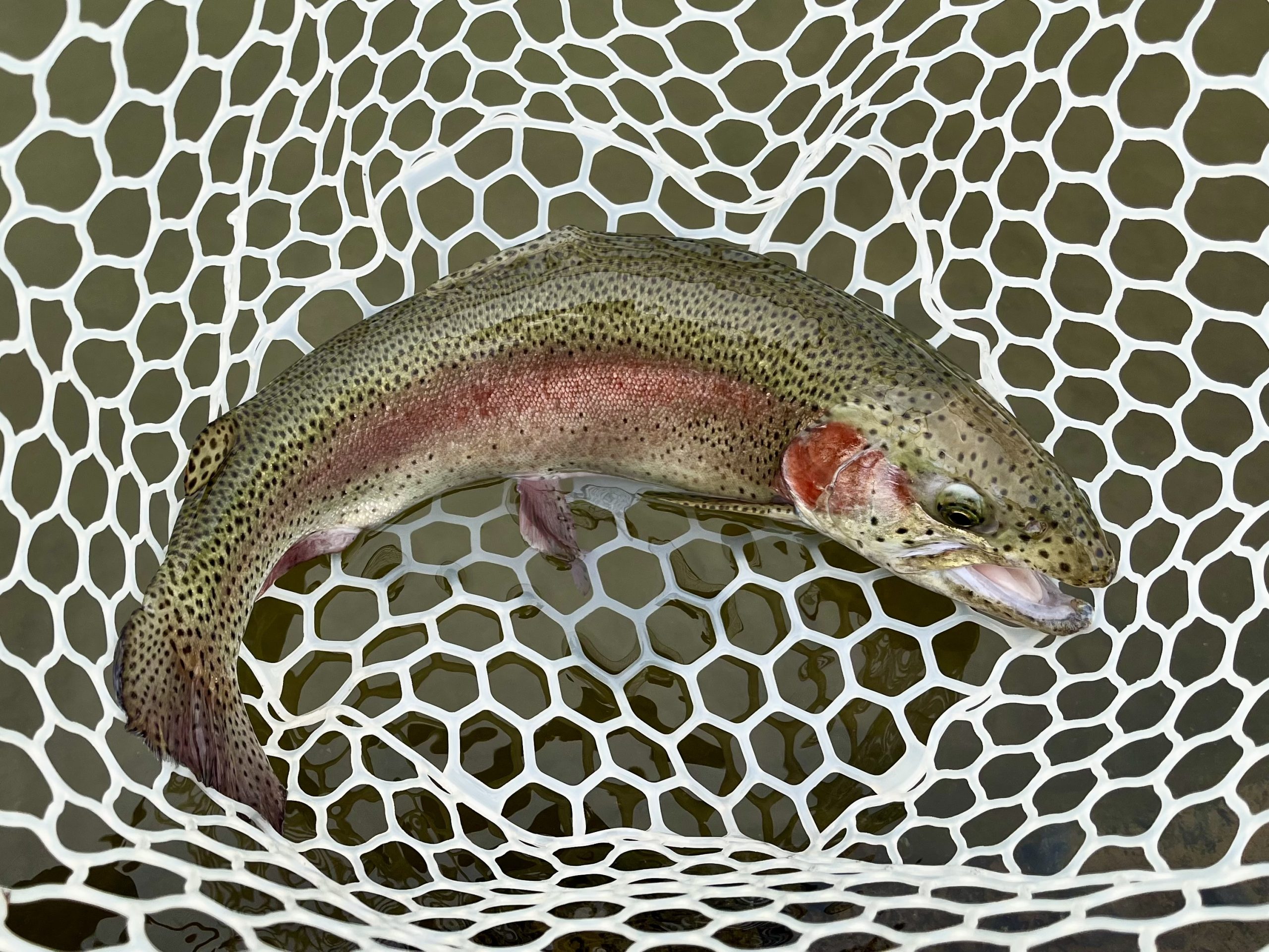 4月5日（日）入間市　フライマンYOKOZUKAさん