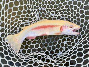 4月12日（日）入間市　フライマンYOKOZUKAさん