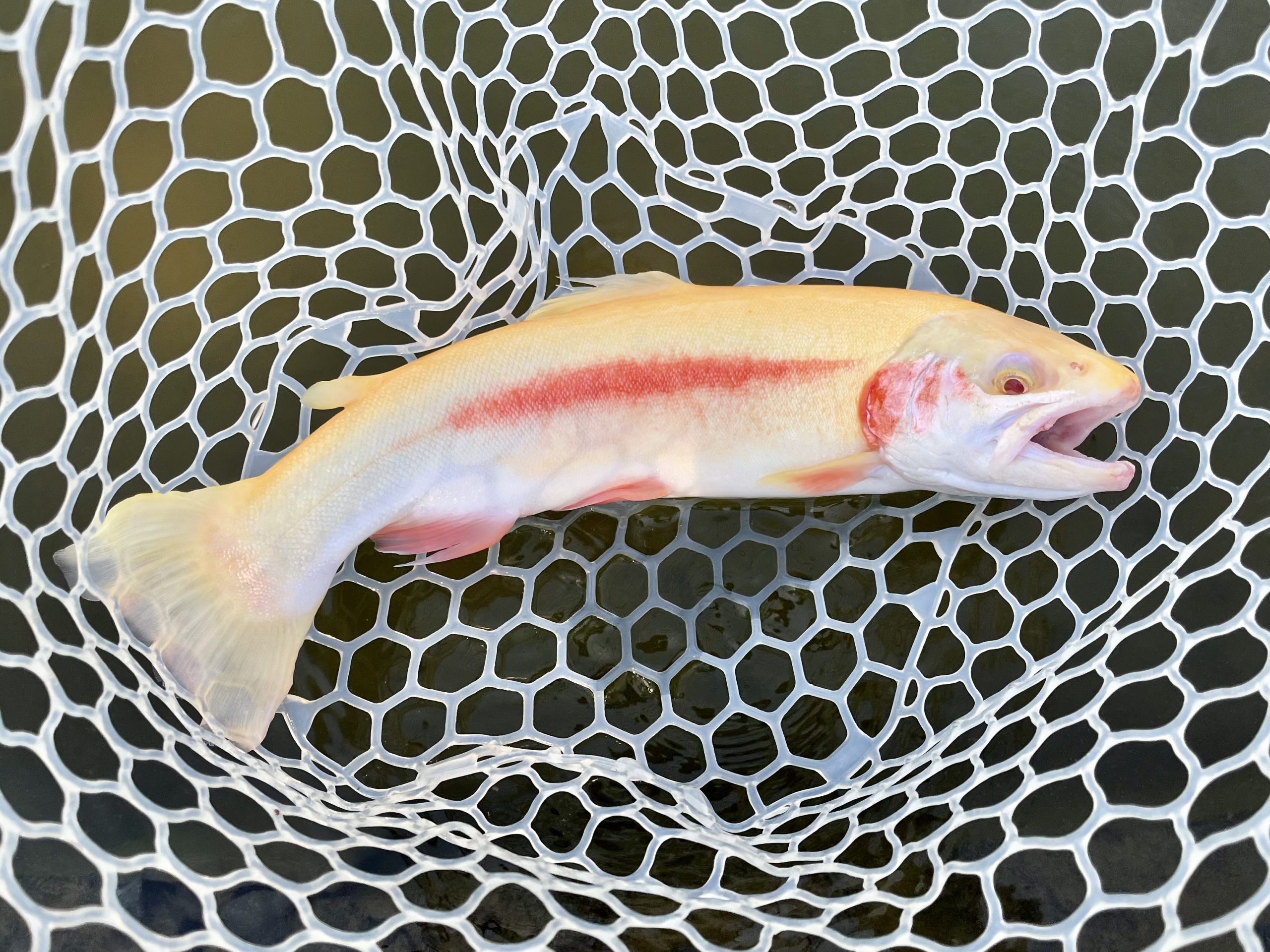 4月12日（日）入間市　フライマンYOKOZUKAさん