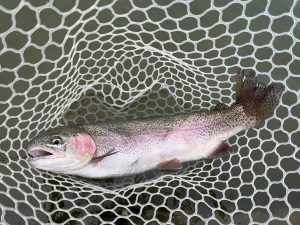 4月19日（日）入間市　フライマンYOKOZUKAさん