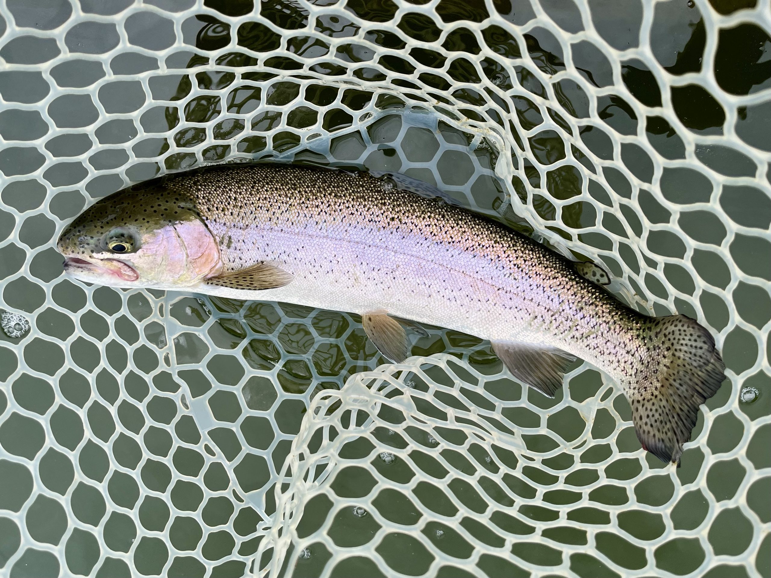 4月25日（土）入間市　フライマンYOKOZUKAさん