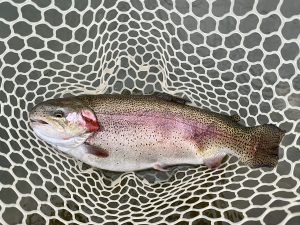 4月29日（水）入間市　フライマンYOKOZUKAさん