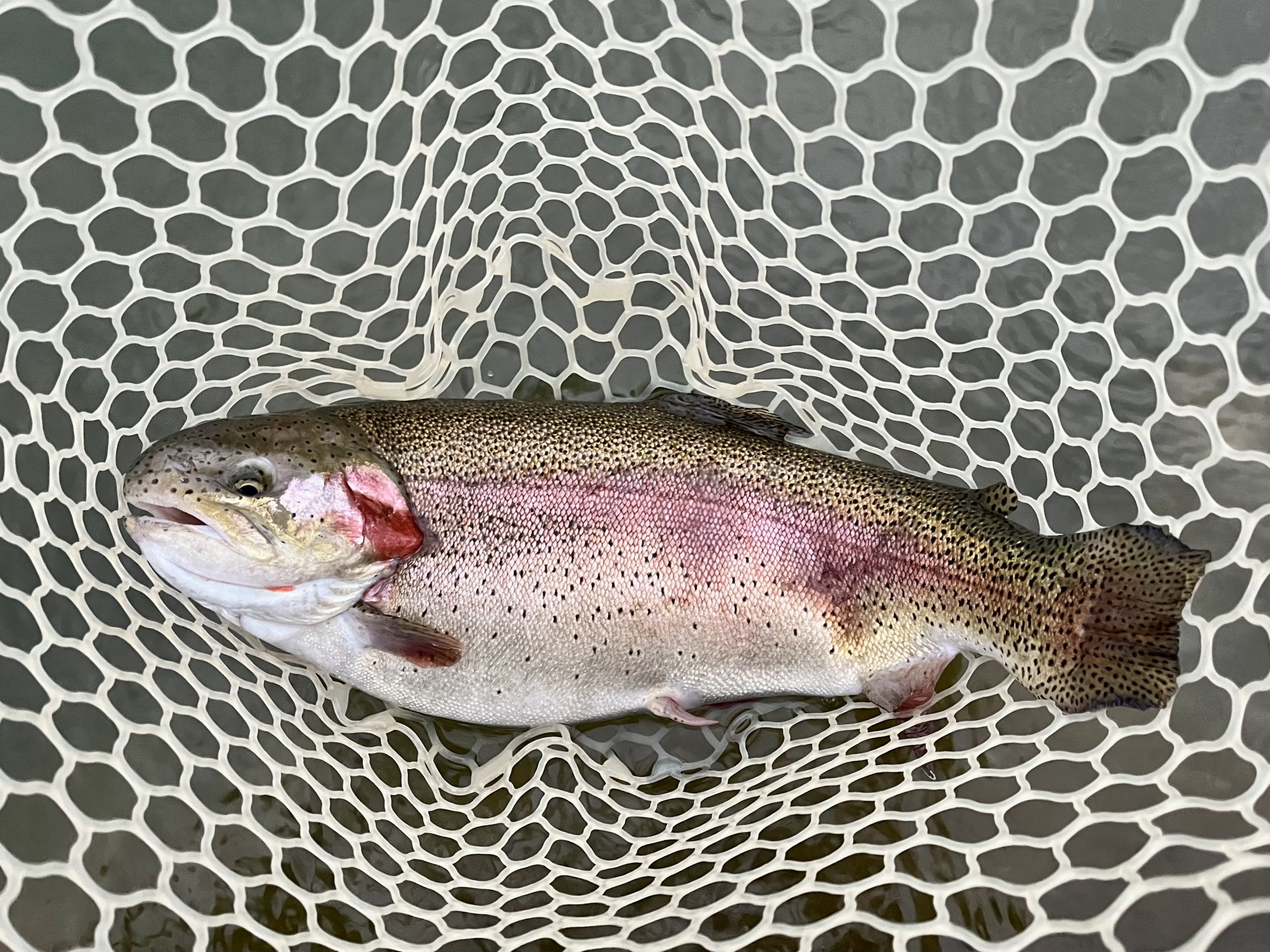 4月29日（水）入間市　フライマンYOKOZUKAさん