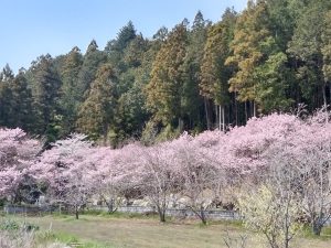 4月1日(水)　あきる野市　Shigeさん