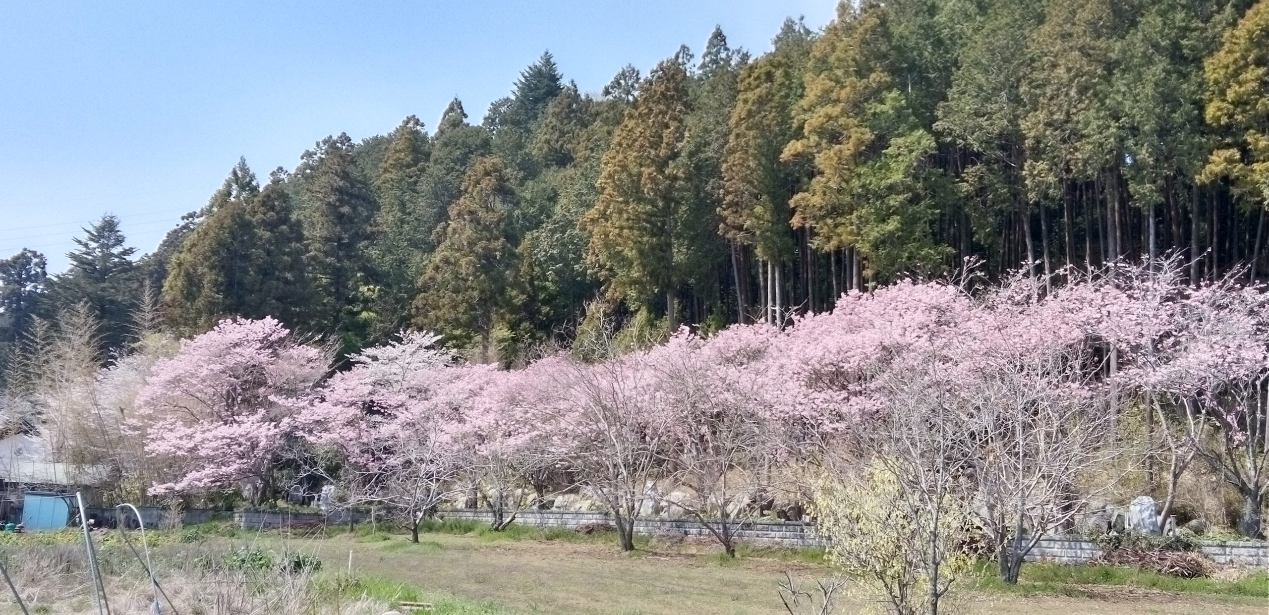4月1日(水)　あきる野市　Shigeさん