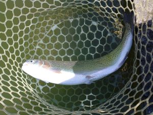 4月8日（水）八王子市　カビゴンさん