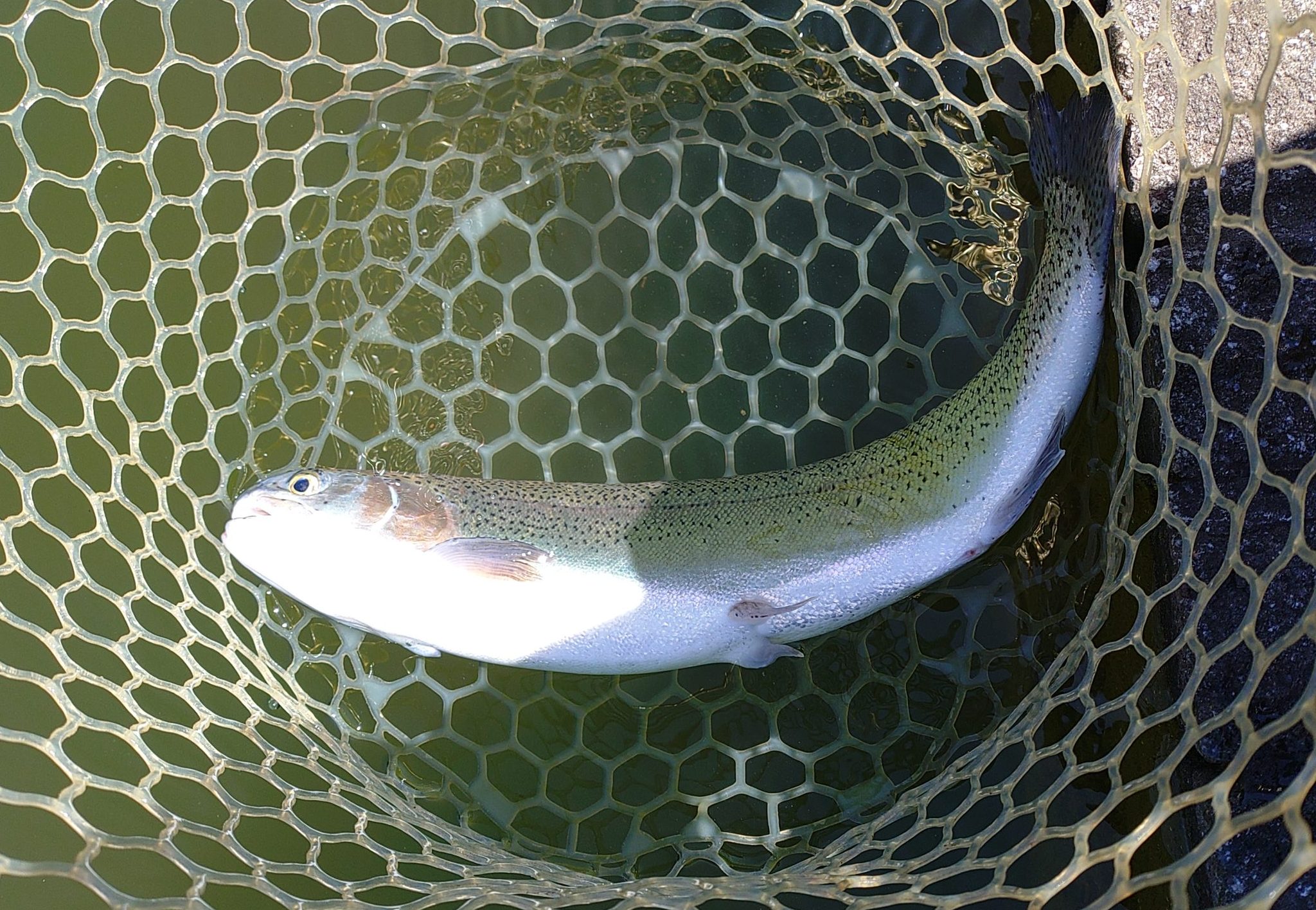 4月8日（水）八王子市　カビゴンさん