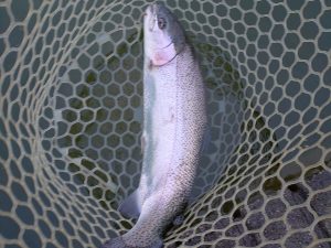 4月17日(金)　八王子市　カビゴンさん