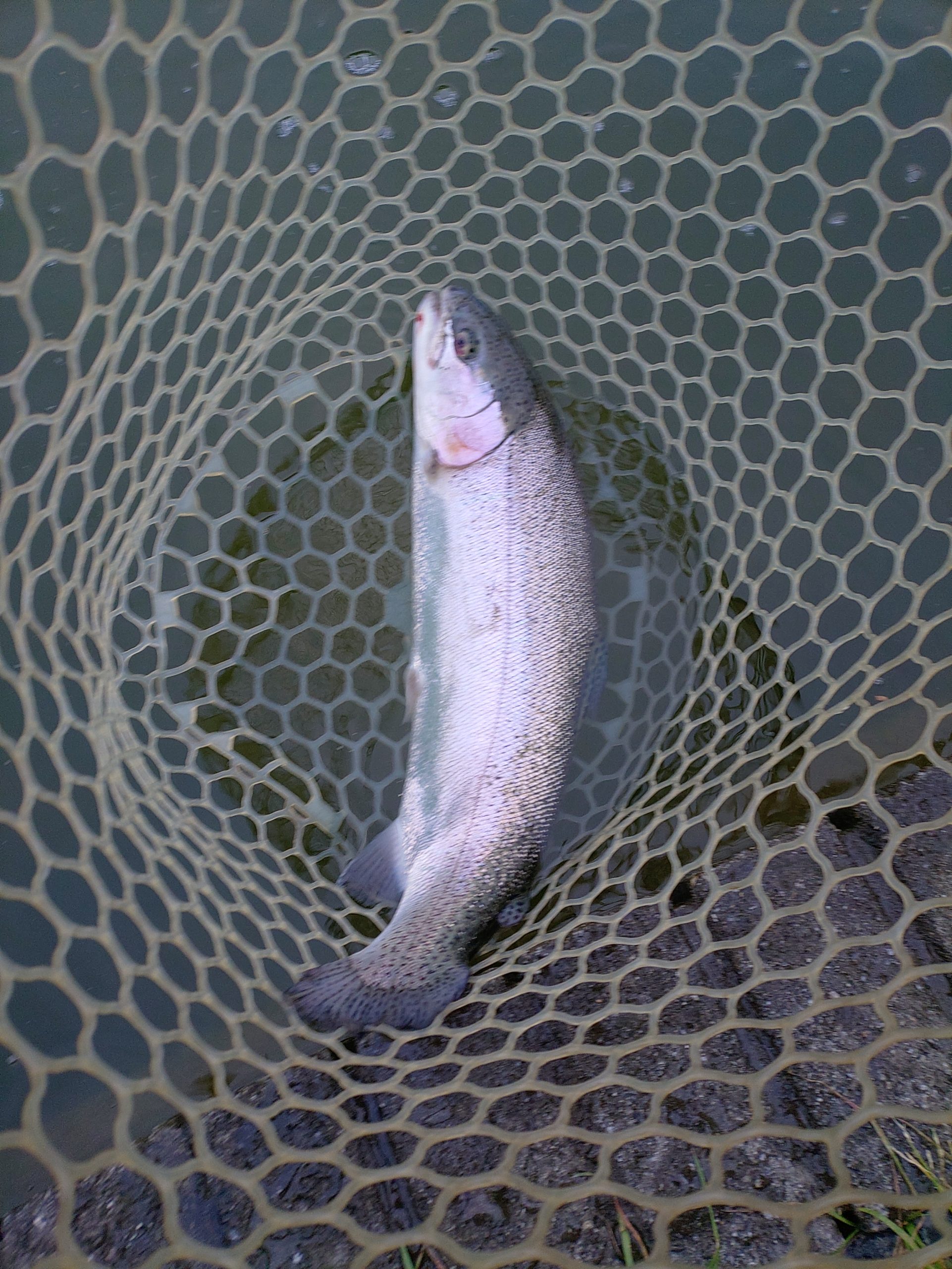 4月17日(金)　八王子市　カビゴンさん