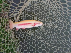 4月24日（金)八王子市　カピゴンさん