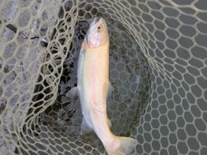 4月1日(水)　狭山市　Getyさん