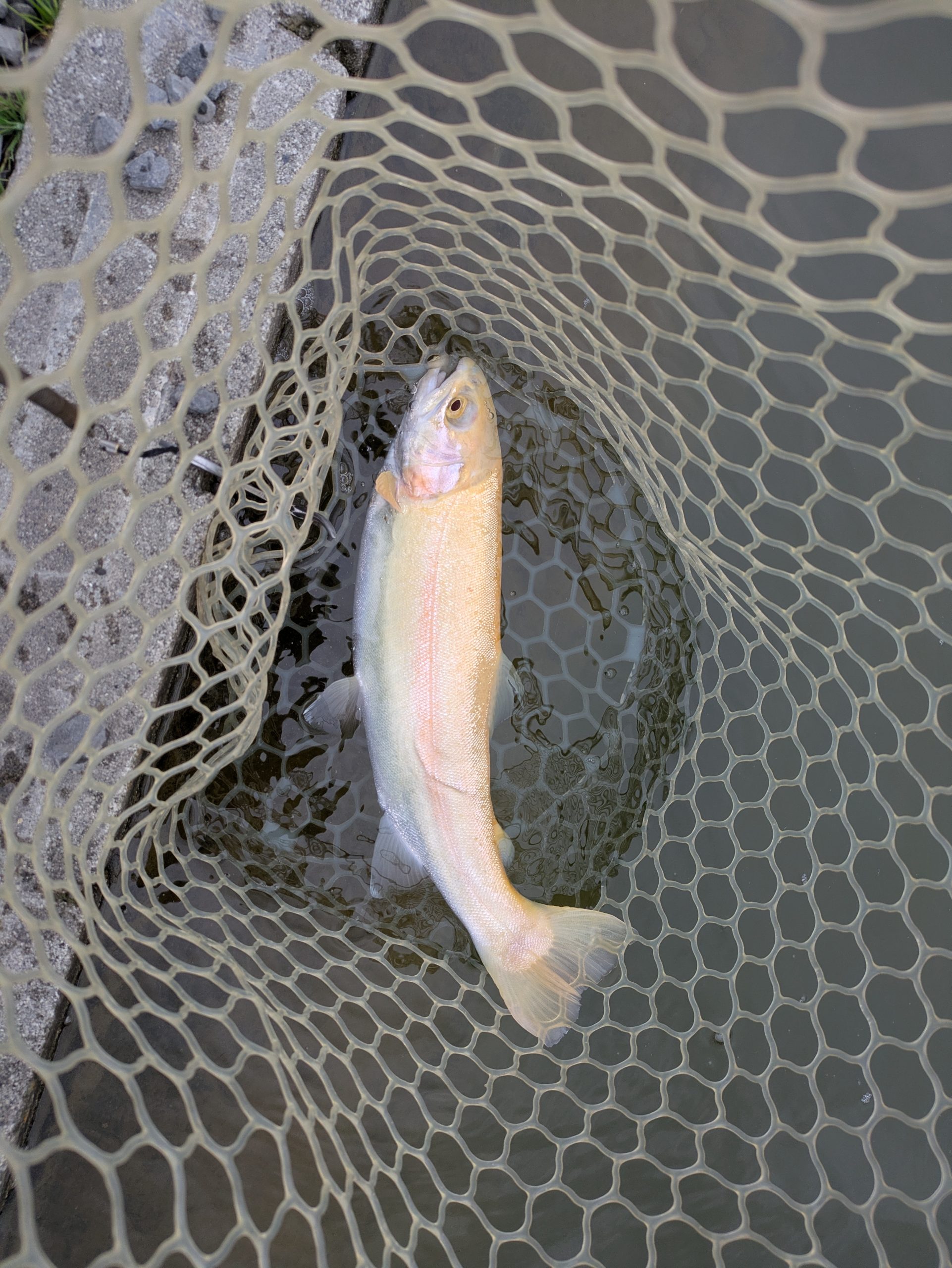 4月1日(水)　狭山市　Getyさん