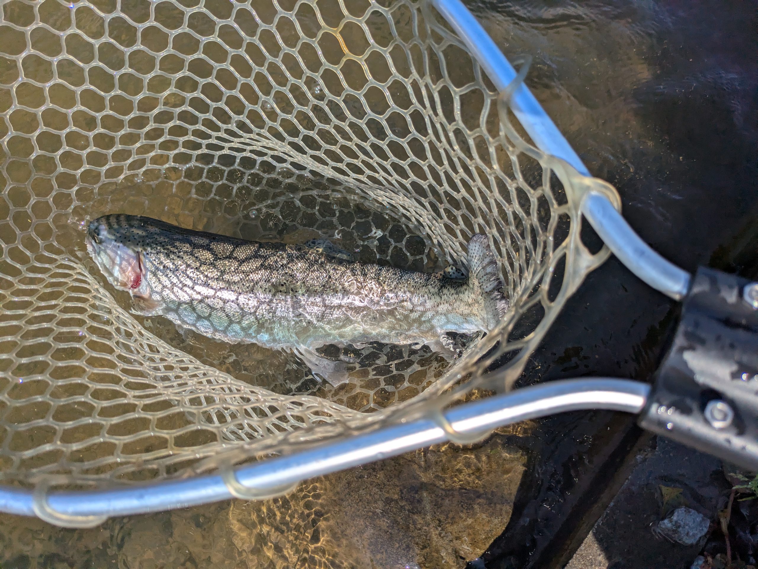 4月3日（金）小金井市　山本さん