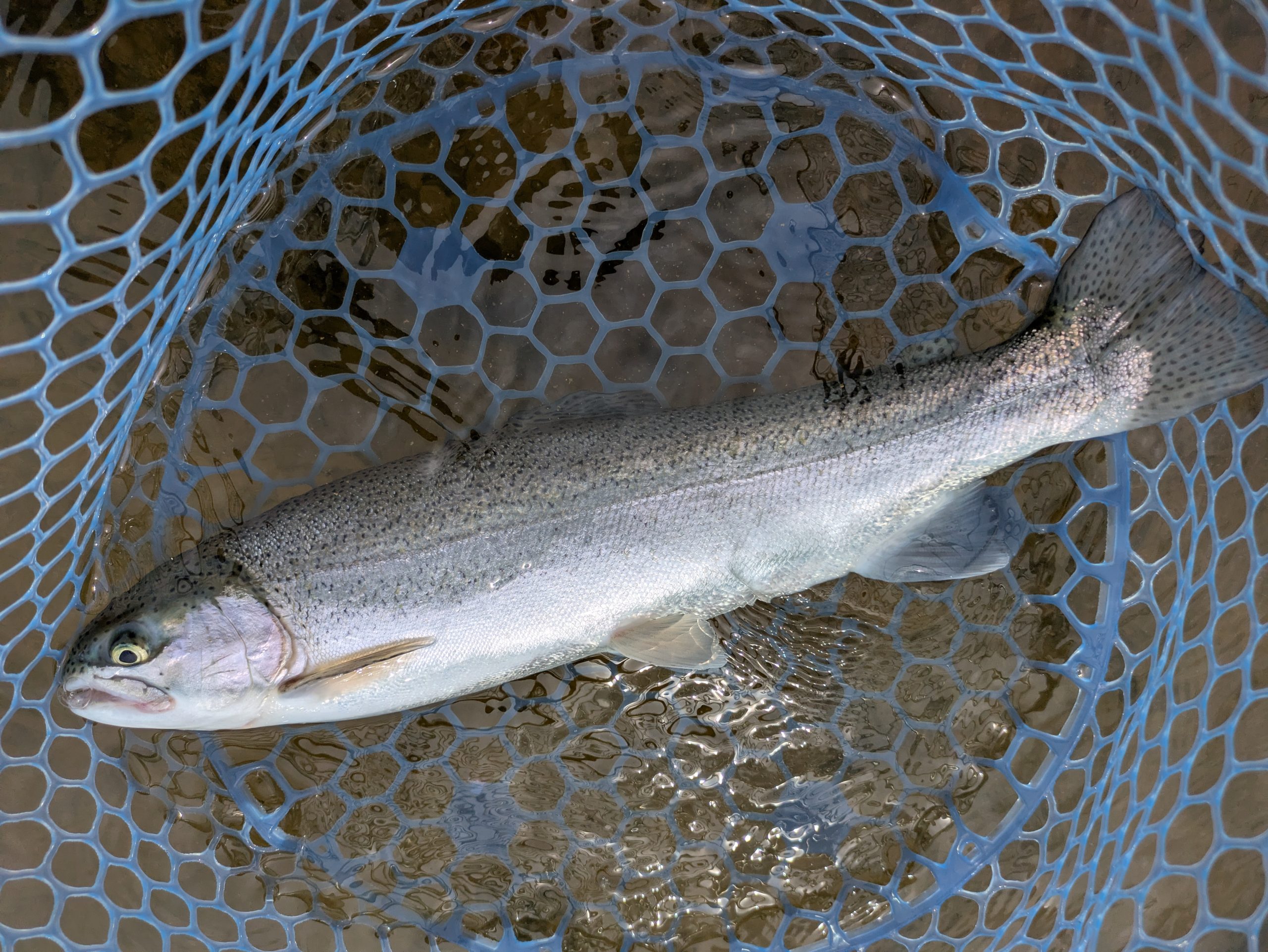 4月6日（月）茅ケ崎市　スーさん　さん