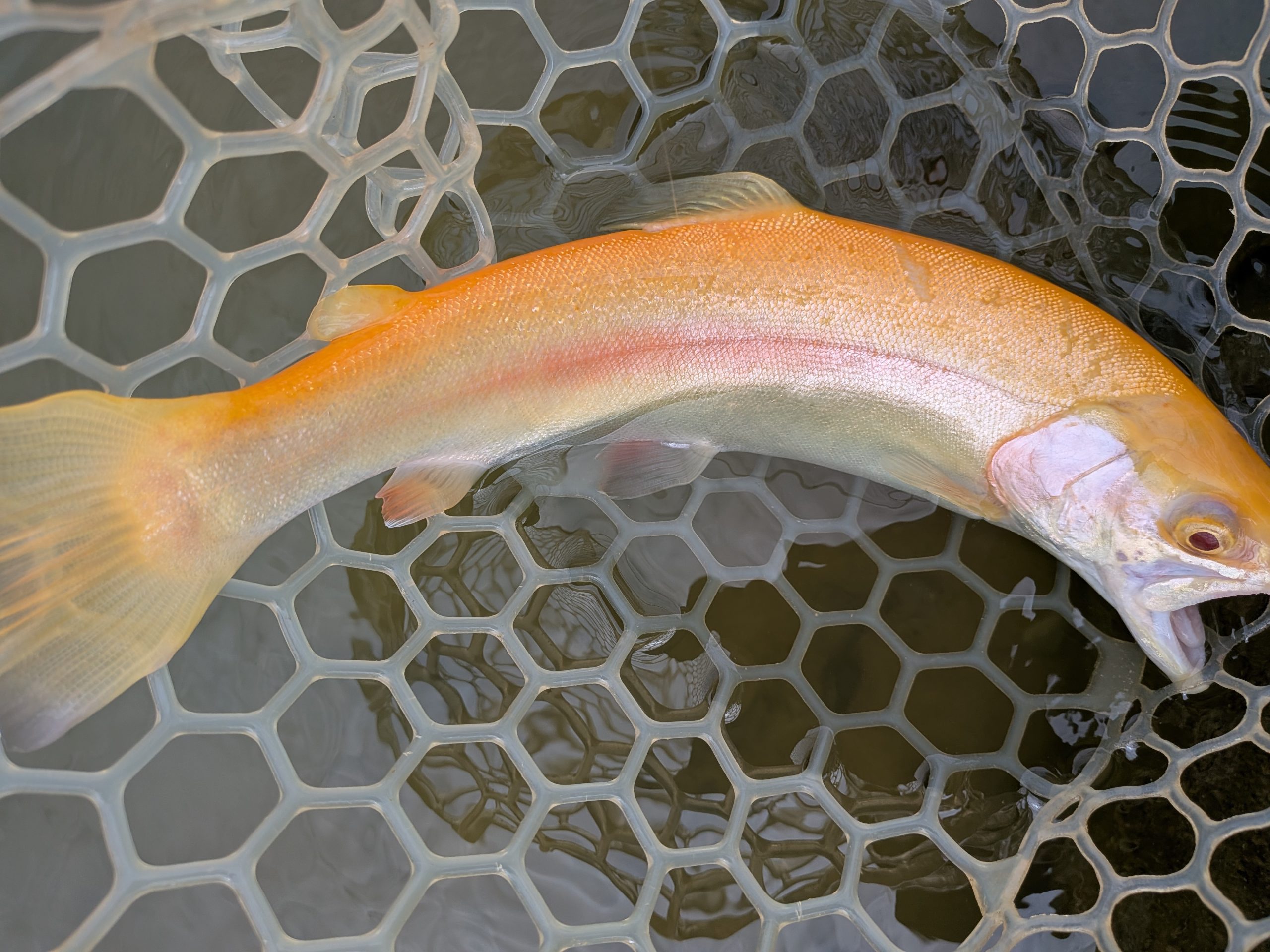 4月13日（月）西東京市　hiroさん