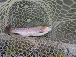 4月14日（火）　狭山市　Getyさん