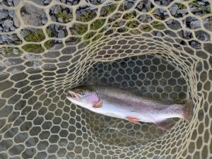 4月17日(金)　狭山市　Getyさん