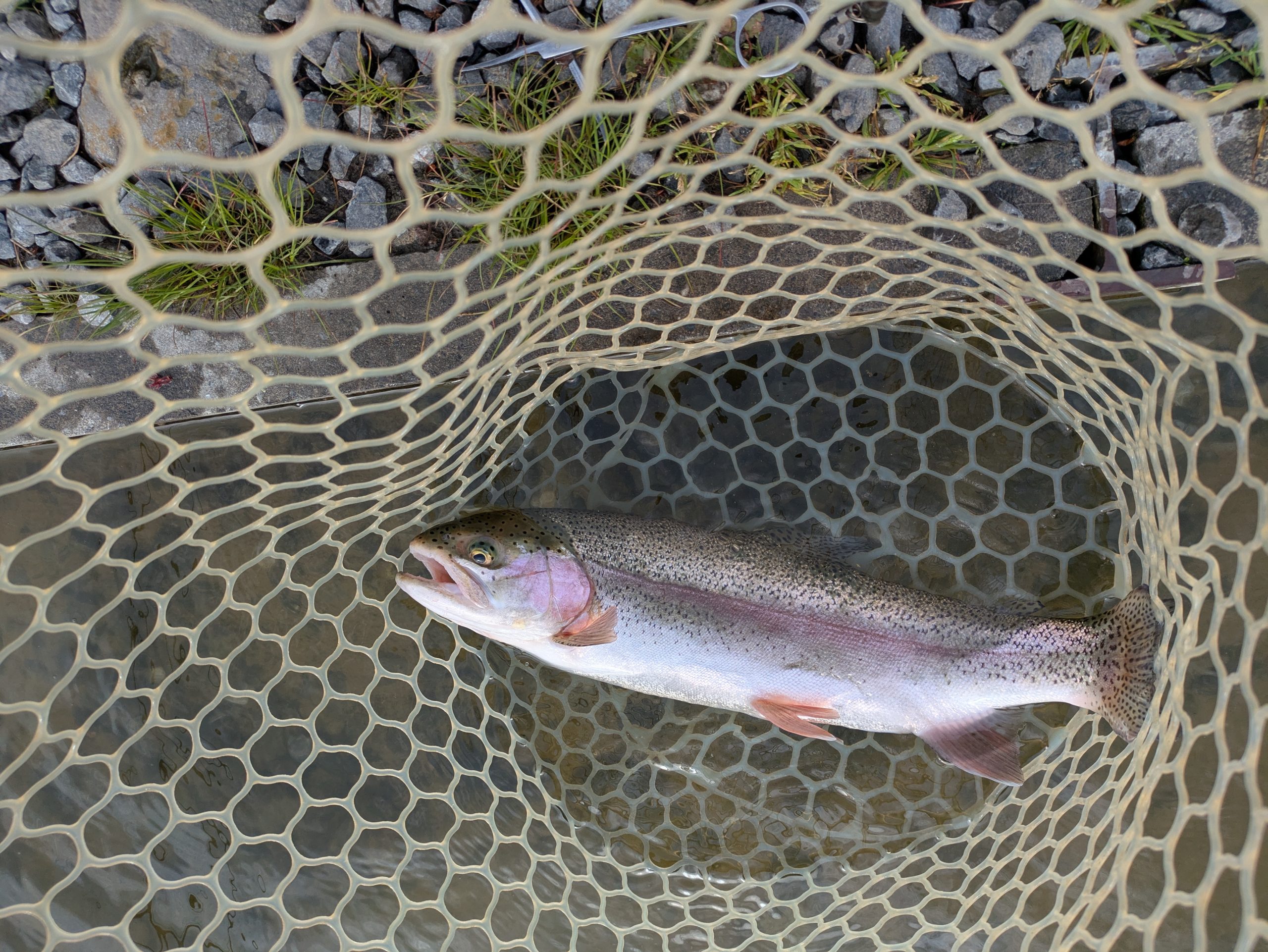 4月17日(金)　狭山市　Getyさん