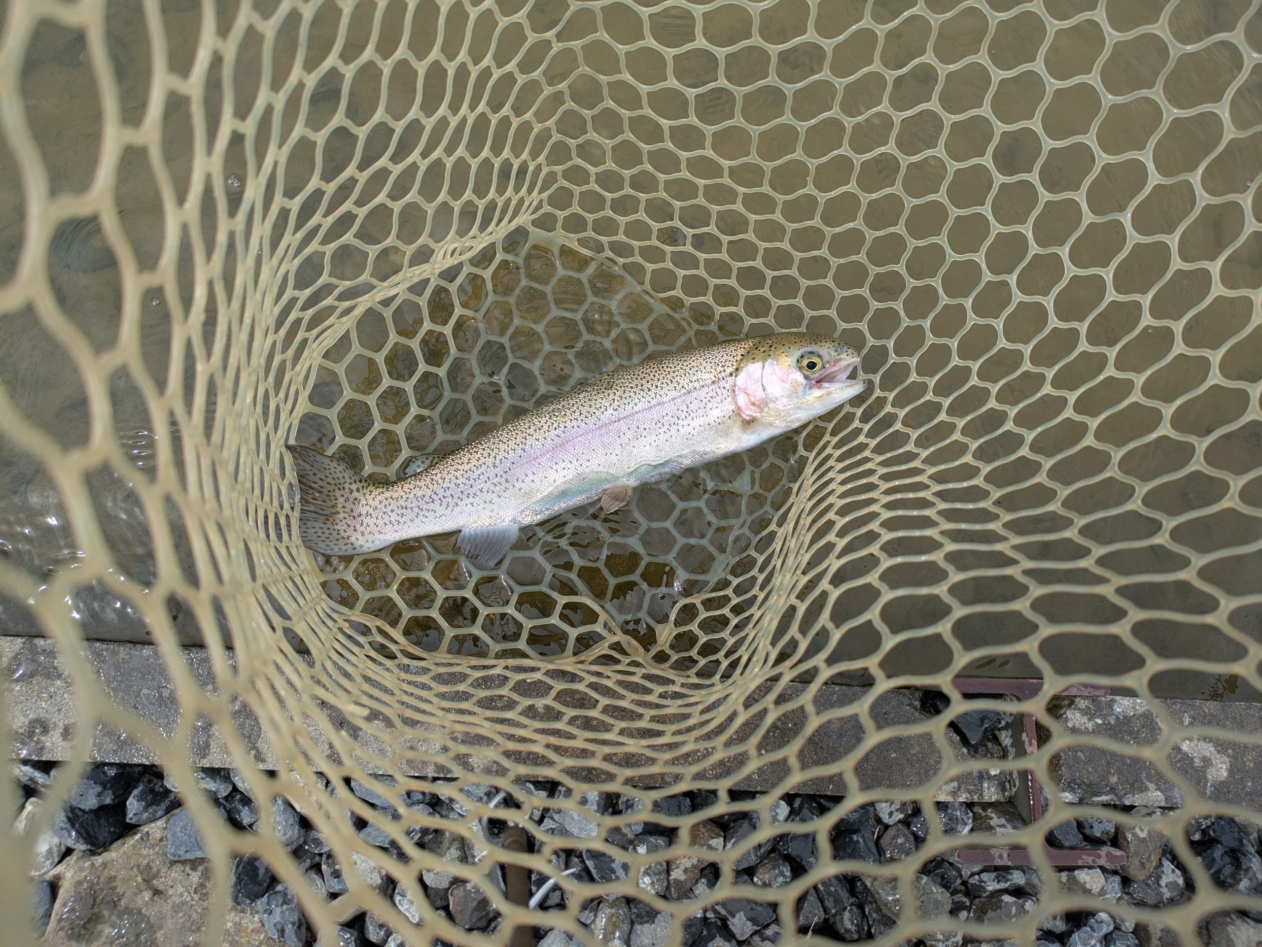 4月20日（月）狭山市　Getyさん