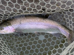 4月27日（月）狭山市　Getyさん