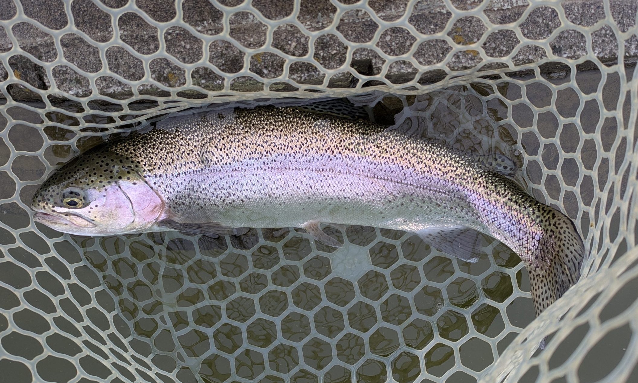 4月27日（月）狭山市　Getyさん