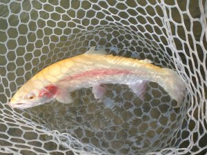 4月20日（月）入間市　団子鱒さん