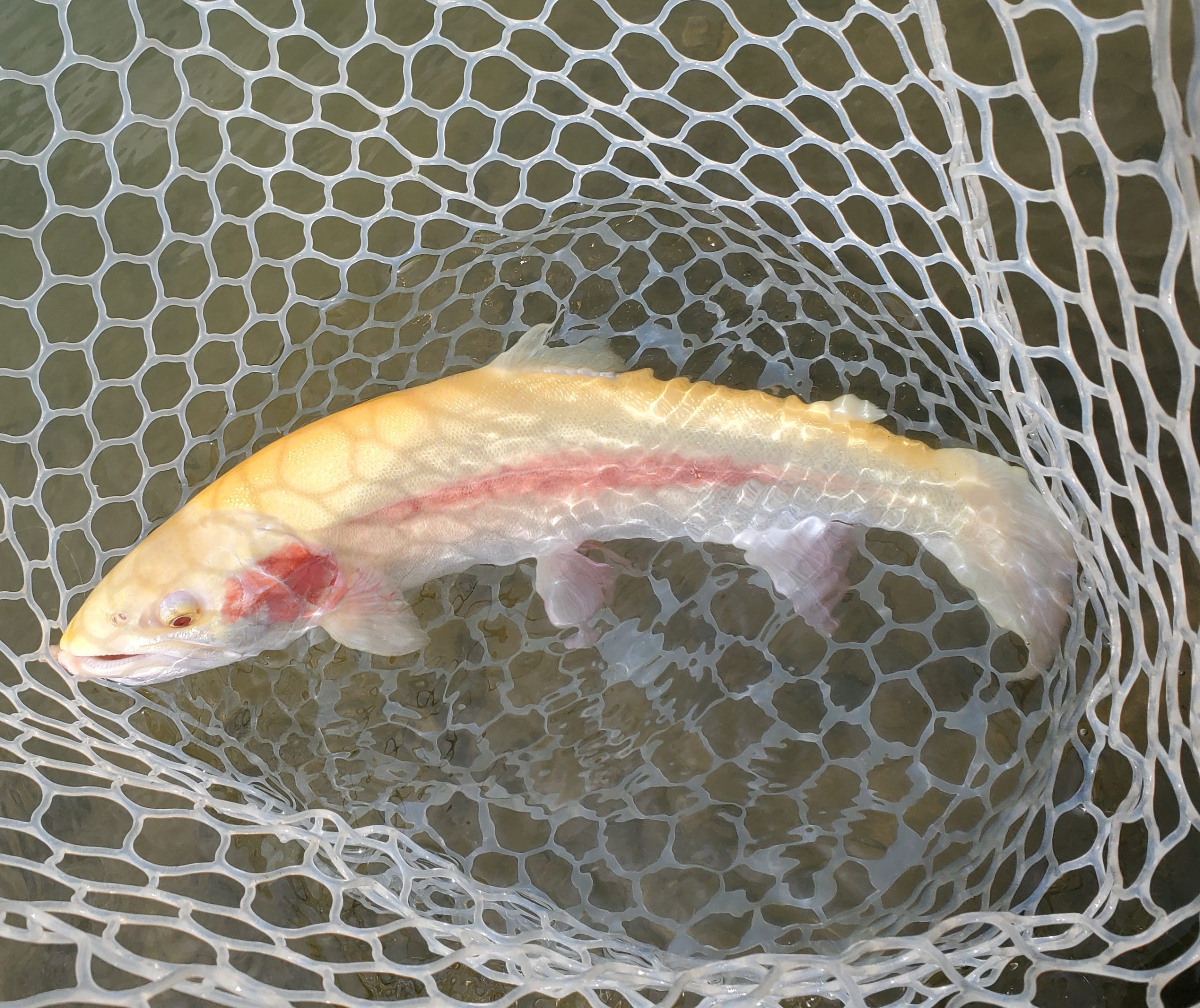 4月20日（月）入間市　団子鱒さん