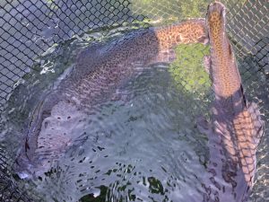 4月11日（土）特別放流