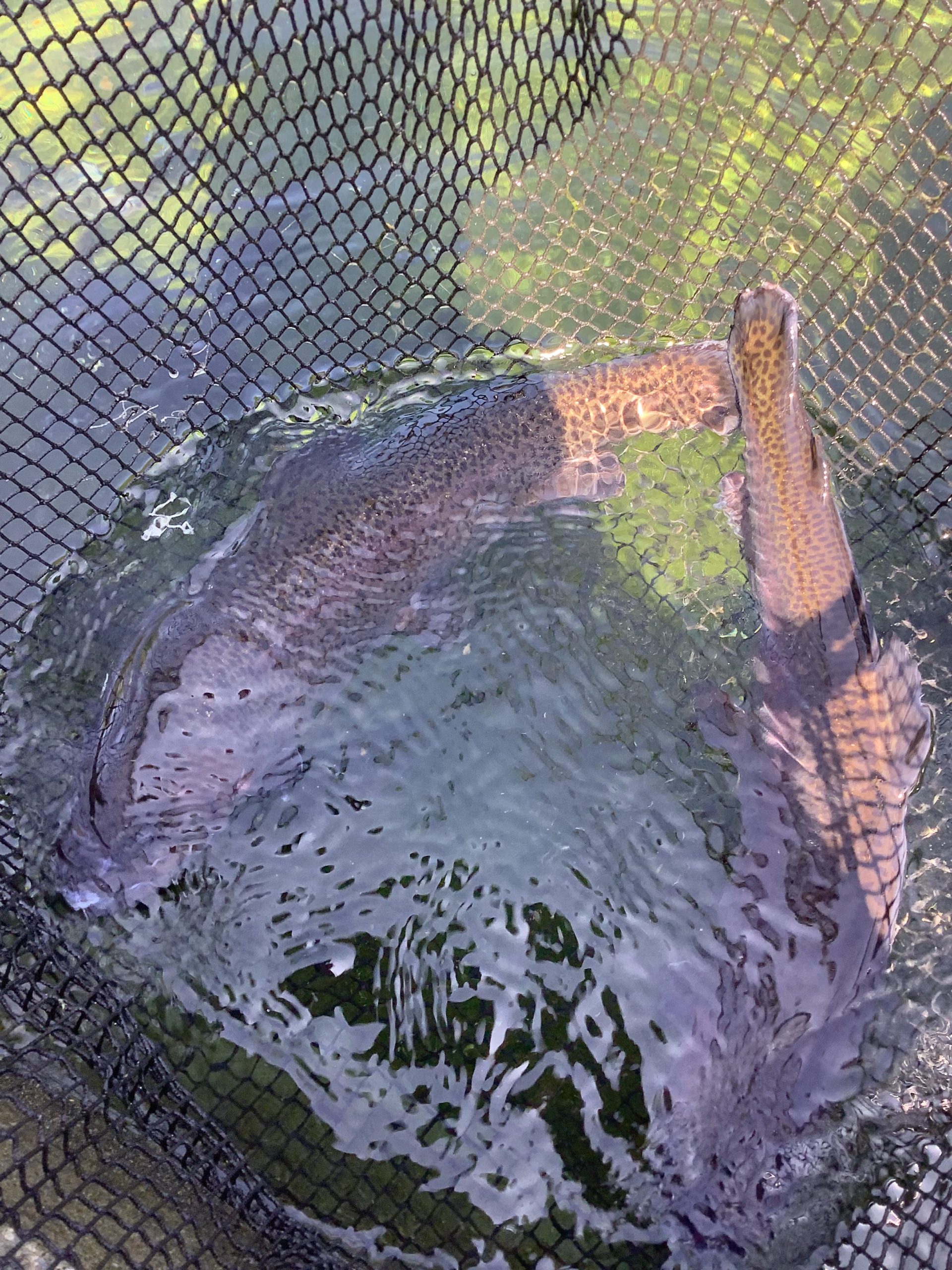 4月11日（土）特別放流