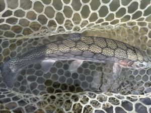 4月30日（木）秩父市　やまさん
