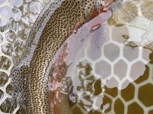 5月6日（水）小平市　しいたけさん