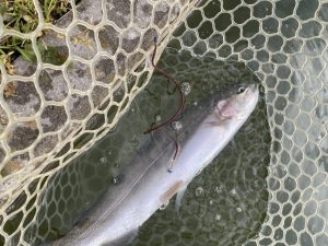 5月4日（月）府中市　kpさん
