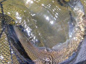 5月2日（土）あきる野市　管釣り天国
